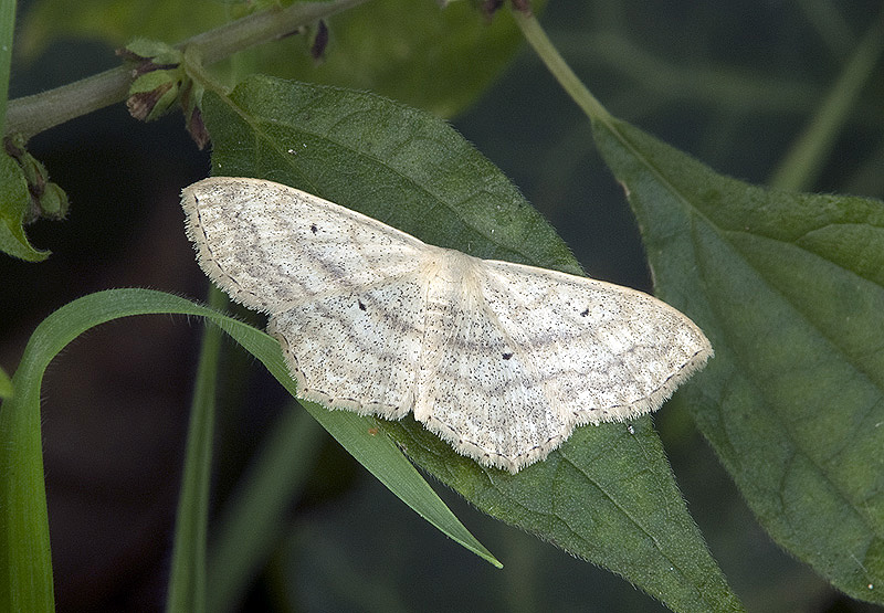 Scopula nigropunctata